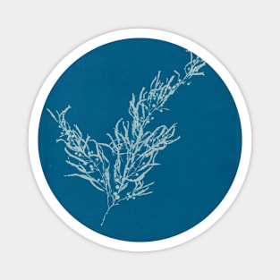 Vintage Seaweed Photography Collection 1 of 12 Magnet